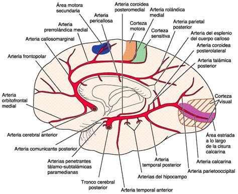 acv arteria cerebral media